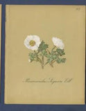 AW Bennett alpine flower Print - Buttercup, Ranunculus seguieri  - 5x6 in, c1890