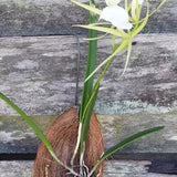 Orchid nodosa Little Stars Brassavola mounted on coconut husk Tropical Plant