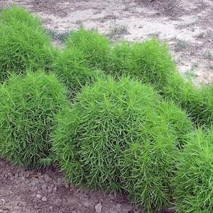 No 75 Kochia 15 Seeds Zaden Mietelnik Summer Cypress Kochia scoparia Childsii