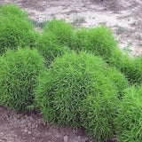 No 75 Kochia 15 Seeds Zaden Mietelnik Summer Cypress Kochia scoparia Childsii