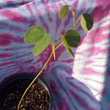 Orchid Tree Seedling - Bauhinia variegata- Live Plant