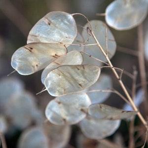 Money Plant Lunaria Flower Seeds - Open-Pollinated for Seed Saving - Non-Hybrid & Non-GMO - Heirloom Canada Flower Seeds