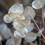 Money Plant Lunaria Flower Seeds - Open-Pollinated for Seed Saving - Non-Hybrid & Non-GMO - Heirloom Canada Flower Seeds