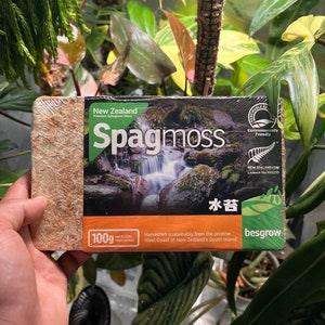 New Zealand AAA compressed Spagmoss 100g / 8L, 150g/ 12 L , 1Kg/ 80L