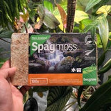 New Zealand AAA compressed Spagmoss 100g / 8L, 150g/ 12 L , 1Kg/ 80L