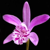 1x Pleione orchid bulb Yunnanensis Pseudobulb Himalayan ground orchid Spring flowering Rare species Tall Plant