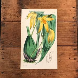 Yellow Lycaste Orchid, Original 1845 Hand Colored Antique Print, Custis Botanical Magazine