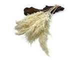 5 Pieces - 20-24" Bleached White Preserved Dried Plume Pampas Reed Grass Wedding