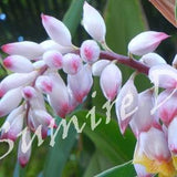 5 zoom backgrounds - Flowers from Hawaii set 1