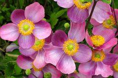 Anemone ?¡ª hybrida &s;Pretty Lady Susan&s; (Pretty Lady Series) | Japanese anemone &s;Pretty Lady Susan&s; Herbaceous Perennial/RHS Gardening Flower Delivery