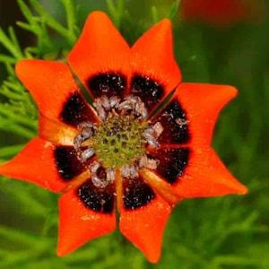 Adonis aestivates (Pheasant's Eye)