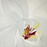 White Orchid Painting - White Flower Phalaenopsis Orchid Macro Minimal White Fine Art Painting