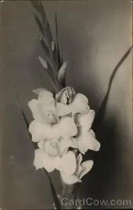 Flowers RPPC White Lilies-Black and White Photo Real Photo Post Card Vintage