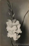 Flowers RPPC White Lilies-Black and White Photo Real Photo Post Card Vintage