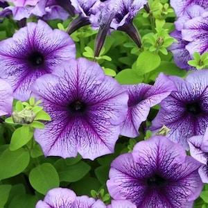 Garden Dwarf Petunia Veined Flowers Blend 0.1g - 100 NON GMO Seeds - Petunia Multiflora F2 Hybrids