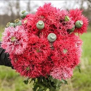 50+ Rose Feathers Poppy Seeds / Papaver somniferum / Flowers / English Garden / Pom pom / Cloud Poppy / Breadseed / Fringe / Pink Poppy