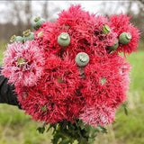50+ Rose Feathers Poppy Seeds / Papaver somniferum / Flowers / English Garden / Pom pom / Cloud Poppy / Breadseed / Fringe / Pink Poppy