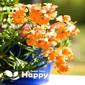 Nemesia Prince Orange - 1000 seeds Nemesia strumosa