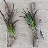 Orchid Oncidium Tolumnia mounted on Driftwood Miniature