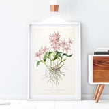 Pink Orchid Giclee Art Print, Vintage Botanical Orchid Flower Illustration, Archival Quality Floral Kitchen Wall Poster #167