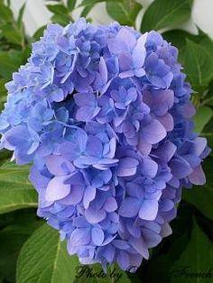 Hydrangea Care | My Hydrangea Doesn't Bloom Flower Delivery