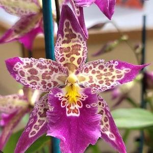 Oncidium orchid living  plant-Bllra patricia mcCully "Pacific matriarch"~pansy orchid-beallara