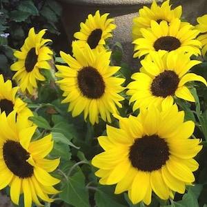 Lemon Queen Sunflower Seeds - Organic & Non Gmo Seeds - Heirloom Flower Seeds ?C Grow Your Own Beautiful Flowers At Home!