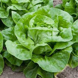 150+ Organic Buttercrunch Lettuce Seeds ?C Organic  low maintenance Vegetable - VHS 004a