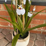 Beautifuly Made Artificial Potted Large Oncidium Orchid - Yellow or White