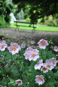 Anemone hupehensis - Front Flower Delivery
