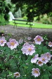 Anemone hupehensis - Front Flower Delivery