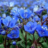 100 Seeds- California Bluebell Flower Seeds- PHACELIA CAMPANULARIA-pv118-Desert Bluebells-Beautiful Annual