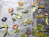Zinnia Flowers 10 Pressed Colorful Green Leaves Crafts