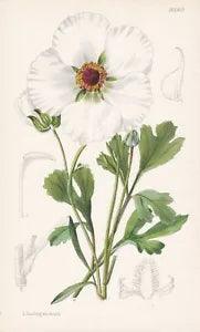 Ranunculus Asiaticus Flower Botany Flower Botany Lithograph Curtis 9380