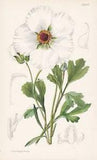 Ranunculus Asiaticus Flower Botany Flower Botany Lithograph Curtis 9380