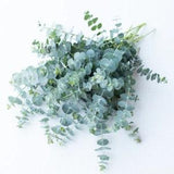 Baby Blue Bouquet Eucalyptus Seed / Sage Green Color Plant / Unique Bouquet(#120) 5 seeds/pkg