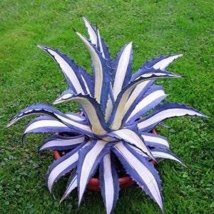 275 / 5 seeds Agave plant Agave purple Succulent Seeds Zaden