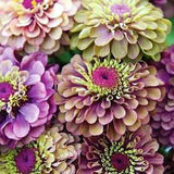 Zinnia Seeds Queen Lime Red 25 Seeds Annual Flower Seeds
