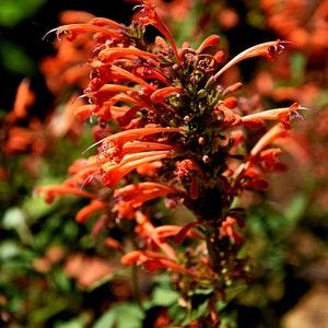 SUNSET AGASTACHE Hyssop Apricot Orange Salmon Pink, Hardy Perennial 10 Seeds