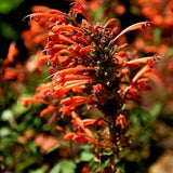 SUNSET AGASTACHE Hyssop Apricot Orange Salmon Pink, Hardy Perennial 10 Seeds