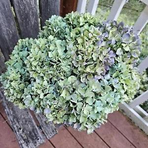 12 Dried Hydrangea Flowers Greenish Blue Lt. Green Purple Craft Farmhouse