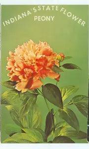 Orange peony flower with green leaves and petals, floral print