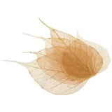 5pcs Dried Flowers Pressed   Bodhi Sheet For