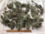 Monterey CA Dried Lace Lichen Moss For Floral Crafts Garden