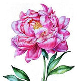 Pink peony watercolor, flower wall art, peony bud wall art, original painting, peony painting, watercolor flower, spring flower wall art