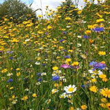 Wildflower Meadow mix ?C 20 varieties (100% flower seed ?C no grass)