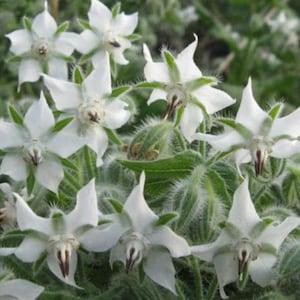 Borago Officinalis Alba, Borage, cucumbers Herb White Flowering - 50 Seeds