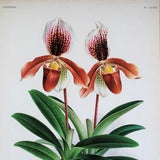 Antique Botanical Print ORCHID CYPRIPEDIUM OENANTHUM Linden Original Large  c1885