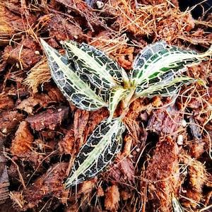 2 Plants Jewel Orchid New and Cites & Phyto Home Garden Outdoor Plants Yard, Garden