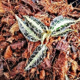 2 Plants Jewel Orchid New and Cites & Phyto Home Garden Outdoor Plants Yard, Garden